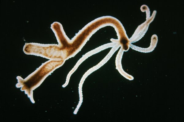 Kraken19 at