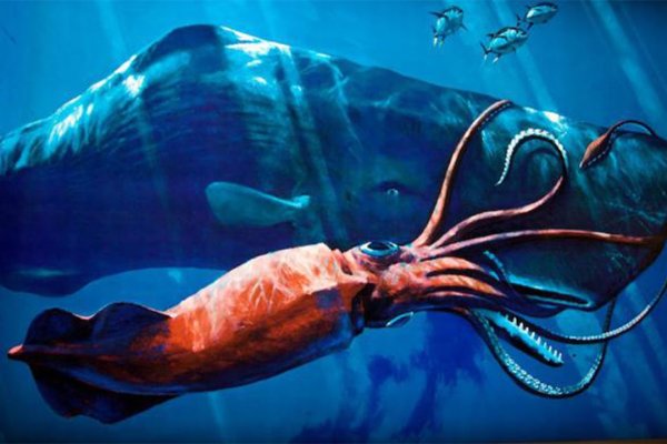 Kraken marketplace